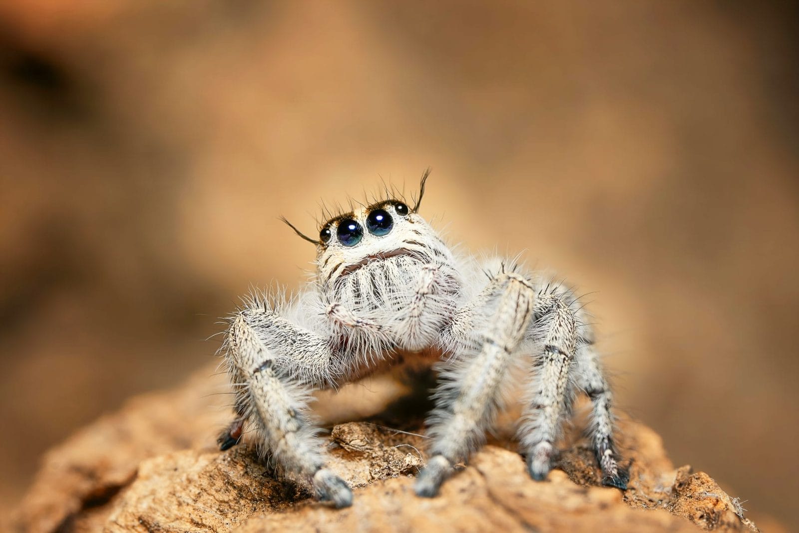 Cute Jumping Spider showing large front eyes and fuzzy appearance
